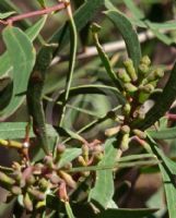 Eucalyptus apiculata