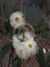 Eucalyptus bicostata