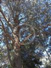Eucalyptus bicostata