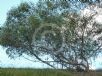 Eucalyptus burgessiana