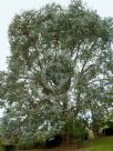 Eucalyptus cinerea cinerea