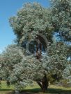Eucalyptus cinerea cinerea
