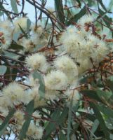 Eucalyptus dwyeri