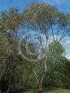 Eucalyptus dwyeri