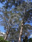 Eucalyptus fastigiata