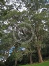 Eucalyptus fastigiata
