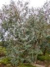 Eucalyptus largiflorens