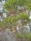 Eucalyptus lehmannii