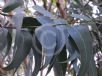Eucalyptus maidenii