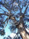 Eucalyptus maidenii