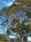 Eucalyptus megacornuta
