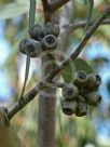 Eucalyptus multicaulis