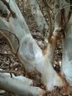 Eucalyptus platypus platypus