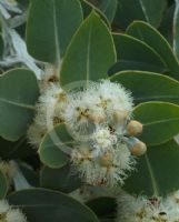 Eucalyptus pleurocarpa