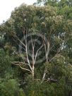 Eucalyptus propinqua