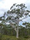 Eucalyptus racemosa