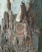Eucalyptus raveretiana