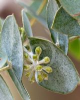 Eucalyptus risdonii
