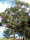 Eucalyptus robusta