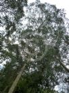 Eucalyptus rudis