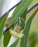 Eucalyptus sepulcralis