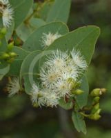 Eucalyptus shirleyi