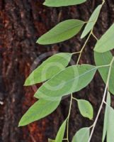 Eucalyptus sideroxylon sideroxylon