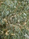 Eucalyptus sideroxylon sideroxylon