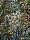 Eucalyptus sieberi