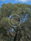 Eucalyptus sieberi