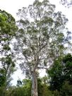 Eucalyptus signata