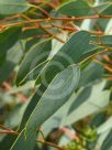 Eucalyptus socialis