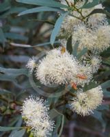 Eucalyptus spathulata