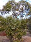Eucalyptus stricta
