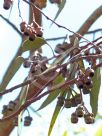 Eucalyptus torquata