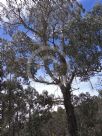 Eucalyptus viminalis