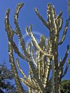 Euphorbia ammak variegata