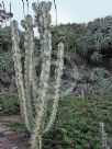 Euphorbia ammak variegata