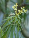 Euphorbia balsamifera