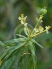 Euphorbia balsamifera