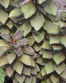 Euphorbia bicompacta rubra