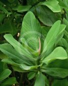Euphorbia umbellata