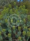 Euphorbia characias characias