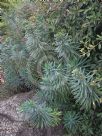 Euphorbia characias characias