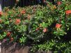 Euphorbia milii splendens