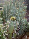 Euphorbia pseudocactus
