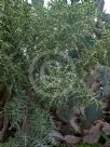 Euphorbia stenoclada