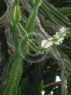 Euphorbia triangularis