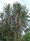 Euphorbia triangularis