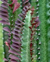 Euphorbia trigona Red Devil